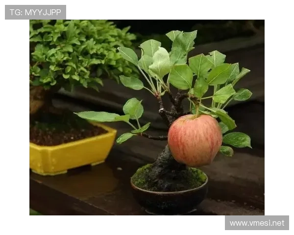 有时候真怀疑古力是魔术师，棋局上铁人，生活里连盆栽都照顾不好！